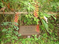 -西双版纳原始森林公园