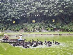 -广州长隆飞鸟乐园
