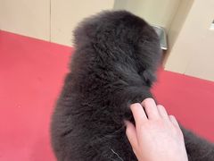 -和它·交个朋友·狗咖猫咖(爱琴海店)