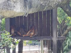 -深圳野生动物园