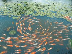 -昆山城市生态森林公园