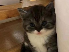 -瑞派动物医院·绝育·犬猫全科·预防医学(光景江南中店)