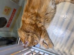 -藏猫猫咖啡主题馆(中央大道店)