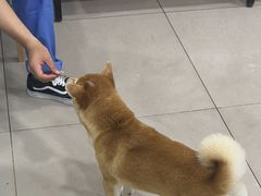 -佳雯宠物医院·皮肤科·内外科(春晓路分院)