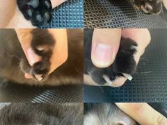 -momokira米努特·德文卷毛猫·棉花面纱犬