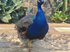 -海南热带野生动植物园