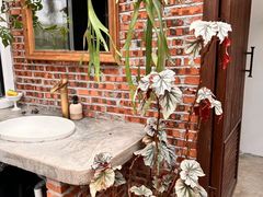 -自由生长植物工作室(深港花卉中心店)