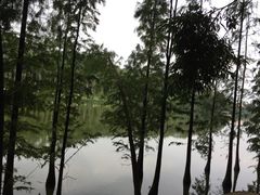 -三水森林公园