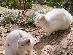 -狼山风景名胜区