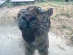 -大连森林动物园