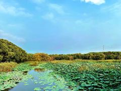 -同里国家湿地公园