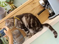 -平行世界·猫咖(首经贸店)