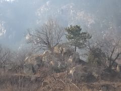 -崂山水果园农家宴(泉水鸡店)