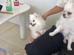 -怪兽屋·羊驼·猫咖·狗咖(俊华广场店)