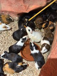 -Zoolung Zoolung动物主题公园(海信广场店)