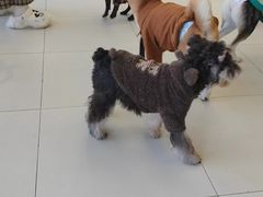 -怪兽屋·羊驼·猫咖·狗咖(俊华广场店)