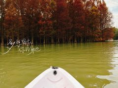 -上海海湾国家森林公园