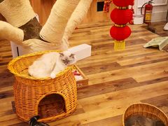 -袖虎·猫馆(体育西路店)
