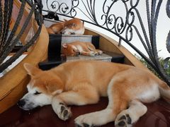 -喜柴咖啡·柴犬狗咖