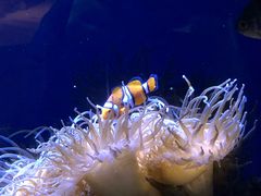 -悉尼海洋生物水族馆