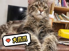 -十年猫舍·猫咪专门店(普陀店)