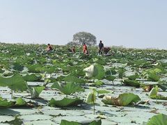-洪湖生态旅游区