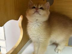-十月米努特矮脚猫舍