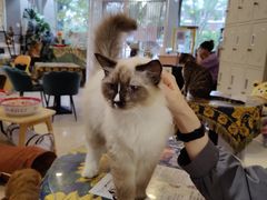 -平行世界·猫咖(首经贸店)