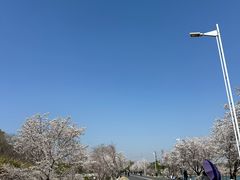 -羊山湖公园