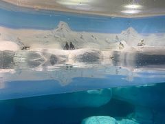 -上海海洋水族馆