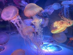 -上海海昌海洋公园