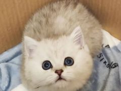 -1013 PET SHOP 宠物商店(近铁城市广场店)