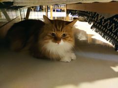 -平行世界·猫咖(首经贸店)