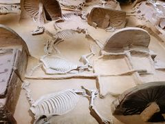 -洛阳周王城天子驾六博物馆