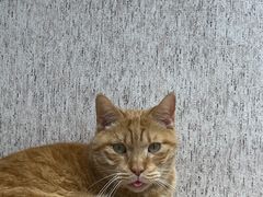 -藏猫猫咖啡主题馆(中央大道店)