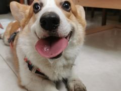 -佳怡动物医院·平价24小时·猫专科骨外科