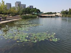 -新江湾城公园