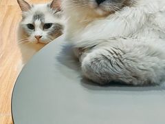 -MOCHA明星猫咖(田子坊店)