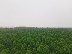 -黄海国家森林公园