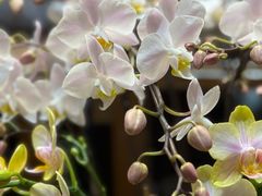 -双季花艺园艺市场(浦东店)