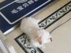 -宠颐生汉谟拉比宠物医院