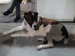 -东浩兰生上海世博展览馆