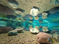 -北戴河圣蓝海洋公园