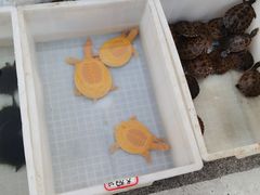 -华声天桥民俗文化园