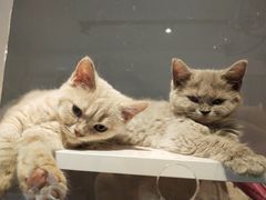 -沐沐家宠物(成寿寺店)