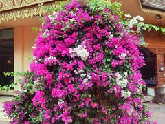 -曼听御花园