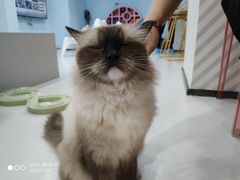 -糯米喵星人·撸猫猫舍咖啡馆(西市场嘉华店)