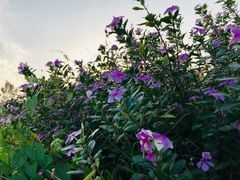 景点-光明小镇欢乐田园