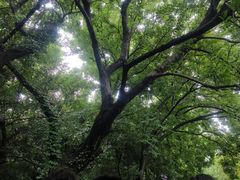 -紫金山山顶公园