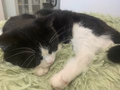-有喵·猫咖·狗咖·30几只猫10只小狗(岗厦店)